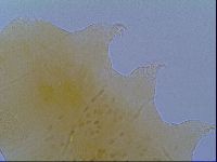 Echiniscus virginicus image