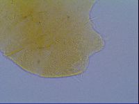 Echiniscus virginicus image