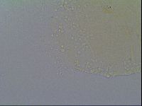Echiniscus virginicus image