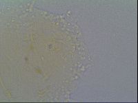 Echiniscus virginicus image