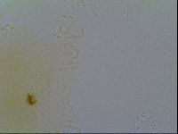Echiniscus virginicus image