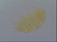 Echiniscus virginicus image