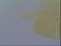 Echiniscus virginicus image