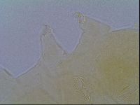 Echiniscus virginicus image