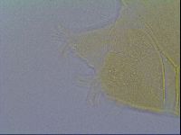 Echiniscus virginicus image