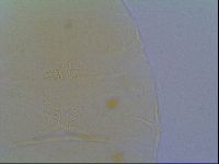 Echiniscus virginicus image