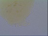 Echiniscus virginicus image