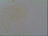 Echiniscus virginicus image