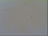 Echiniscus virginicus image