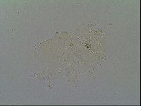 Echiniscus virginicus image