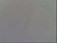 Minibiotus intermedius image