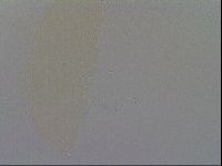 Minibiotus intermedius image
