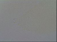 Minibiotus intermedius image
