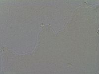 Media resource of Minibiotus intermedius
