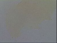 Minibiotus intermedius image