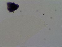 Minibiotus intermedius image