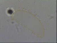 Minibiotus intermedius image
