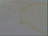 Minibiotus intermedius image
