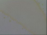 Minibiotus intermedius image