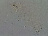 Minibiotus intermedius image