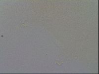 Minibiotus intermedius image