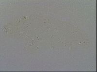 Minibiotus intermedius image