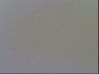 Minibiotus intermedius image