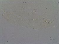 Minibiotus intermedius image