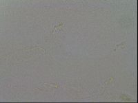 Minibiotus intermedius image