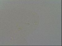 Minibiotus intermedius image