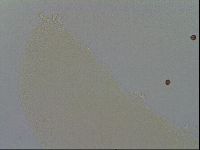 Minibiotus intermedius image