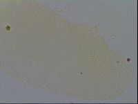 Minibiotus intermedius image