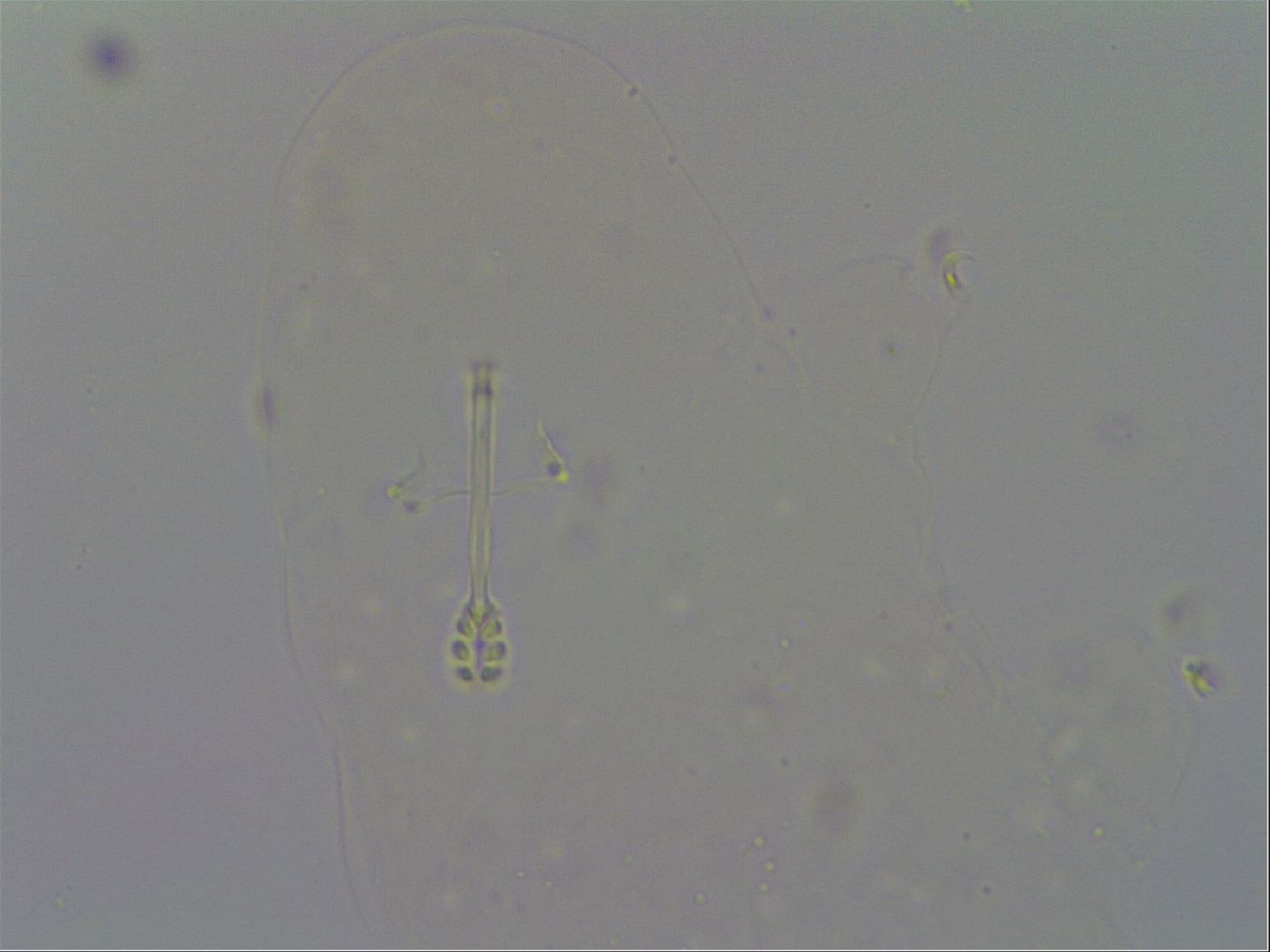 Minibiotus intermedius image