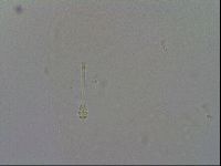 Minibiotus intermedius image