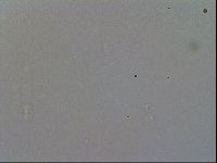 Minibiotus intermedius image