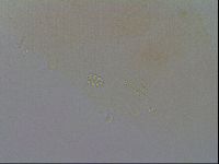Minibiotus intermedius image