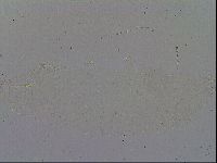 Minibiotus intermedius image