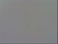 Minibiotus intermedius image