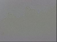 Minibiotus intermedius image
