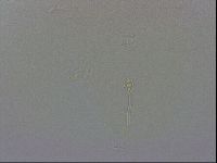 Minibiotus intermedius image