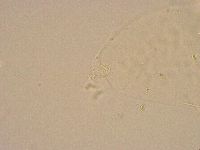 Minibiotus intermedius image