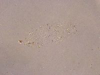 Minibiotus intermedius image