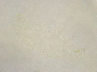 Minibiotus intermedius image