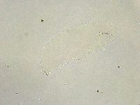 Minibiotus intermedius image