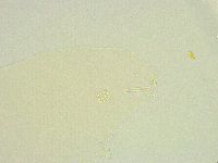 Minibiotus intermedius image