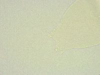 Minibiotus intermedius image