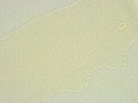 Minibiotus intermedius image