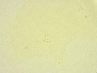 Minibiotus intermedius image
