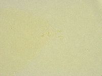 Minibiotus intermedius image