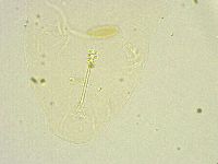Minibiotus intermedius image